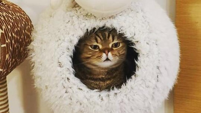 Kenalan dengan Kucing Impian Sobat Online, Lulu dari Kitty Saurus Si Kucing Meme!