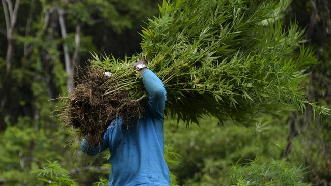 Polda Lampung bersama Polda Aceh dan Ditjen Bea Cukai mengungkap 6,28 ha kebun ganja di Desa Lhokdrien, Dusun Uteu, Aceh.