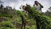 FOTO: Pemusnahan Ladang Ganja di Aceh Besar BNN Provinsi Aceh memusnahkan empat hektare ladang ganja berisi seribuan batang, dengan ketinggian berkisar satu hingga dua meter.