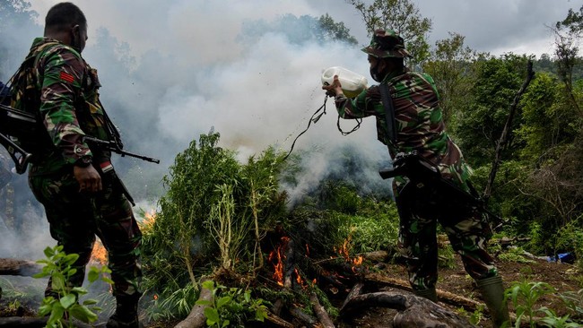 FOTO: Pemusnahan Ladang Ganja di Aceh Besar