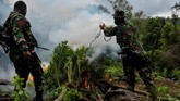 FOTO: Pemusnahan Ladang Ganja di Aceh Besar BNN Provinsi Aceh memusnahkan empat hektare ladang ganja berisi seribuan batang, dengan ketinggian berkisar satu hingga dua meter.