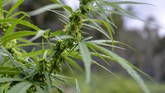 FOTO: Pemusnahan Ladang Ganja di Aceh Besar BNN Provinsi Aceh memusnahkan empat hektare ladang ganja berisi seribuan batang, dengan ketinggian berkisar satu hingga dua meter.