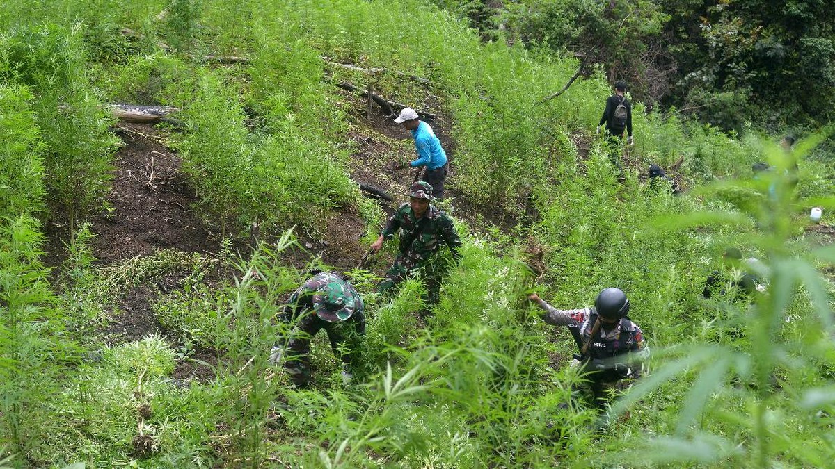 FOTO: Pemusnahan Ladang Ganja di Aceh Besar