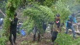 FOTO: Pemusnahan Ladang Ganja di Aceh Besar BNN Provinsi Aceh memusnahkan empat hektare ladang ganja berisi seribuan batang, dengan ketinggian berkisar satu hingga dua meter.