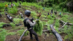 Polisi Ungkap 2 Hektare Ladang Ganja di Taman Nasional Gunung Leuser