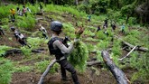 FOTO: Pemusnahan Ladang Ganja di Aceh Besar BNN Provinsi Aceh memusnahkan empat hektare ladang ganja berisi seribuan batang, dengan ketinggian berkisar satu hingga dua meter.