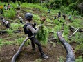FOTO: Pemusnahan Ladang Ganja di Aceh Besar