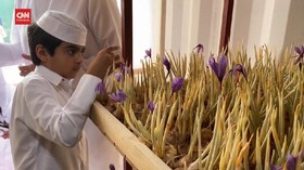 VIDEO: Budidaya Saffron di Tengah Gurun Qatar
