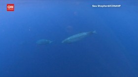 VIDEO: Peneliti Klaim Temukan Spesies Baru Ikan Paus