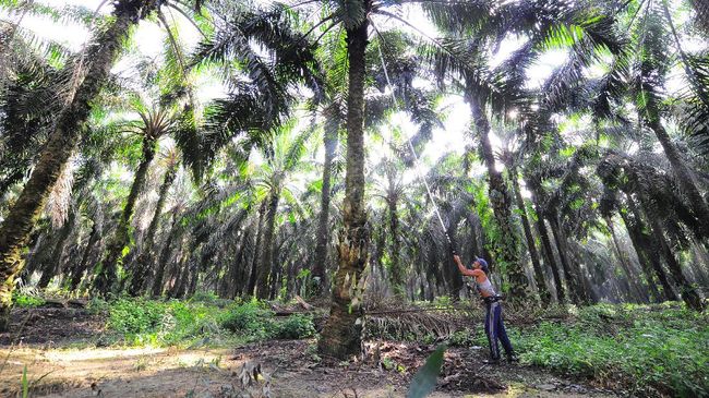 Jokowi Batasi Lahan Perkebunan Sawit Maksimal 100 Ribu Ha Presiden Jokowi resmi membatasi penggunaan lahan untuk perkebunan kelapa sawit seluas 100 ribu Hektare (Ha).