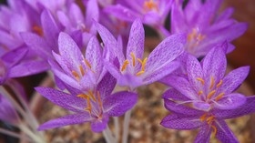 Cara Budidaya Saffron Sendiri di Rumah