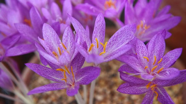 Saffron Itu Apa Rempah Termahal Pariwisata Indonesia