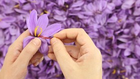 Saffron, Rempah Bermanfaat sebagai Pembangkit Gairah Seksual