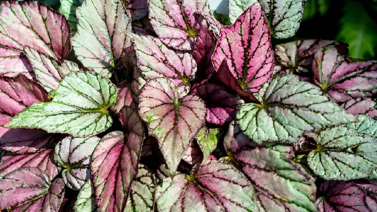 Tanaman hias begonia Begonia leaves rex-cultorum
