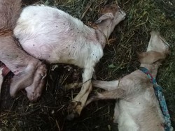 24 Kambing Mati Misterius di Kuningan Diduga Karena Kucing Liar