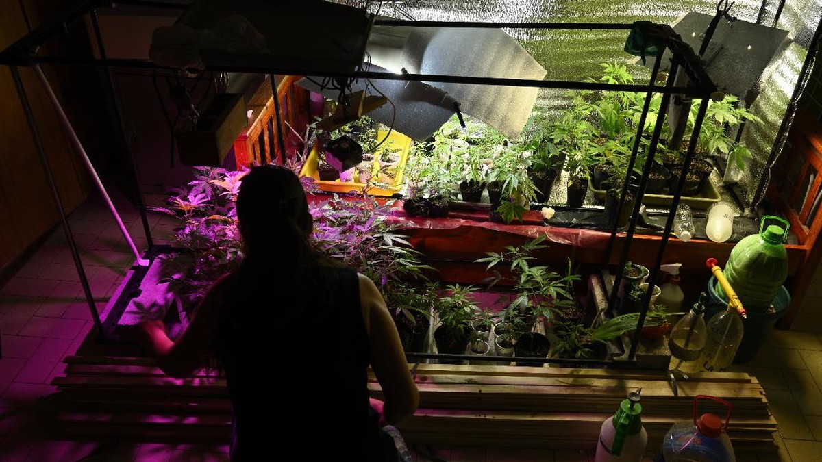 FOTO: Produksi Minyak Ganja Medis di Rumah-rumah Argentina