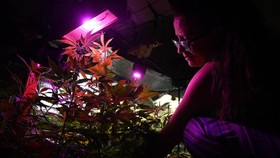 FOTO: Produksi Minyak Ganja Medis di Rumah-rumah Argentina