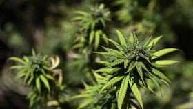 Komisi III Undang Pakar Medis Aceh soal Ganja dalam RDP Besok