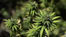 Simpan 1,7Kg Ganja, PN Bali Vonis Pria Jakarta 10 Tahun Bui