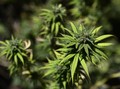 9 Negara yang Melegalkan Penggunaan Ganja