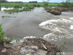 Tanggul Sungai di Lumajang Jebol, Puluhan Hektare Lahan Pertanian Terendam