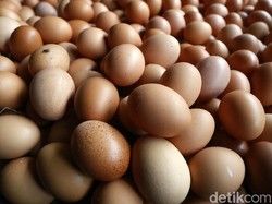 Dalang di Balik Harga Telur Anjlok
