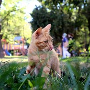 Kucing Kamu Suka Makan Rumput? Ini Alasannya