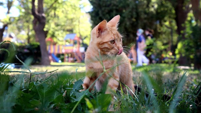 Kucing Kamu Suka Makan Rumput? Ini Alasannya