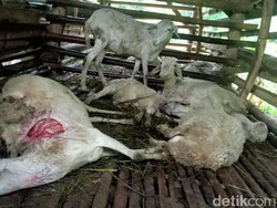 15 Kambing di Kuningan Jadi Korban Makhluk Misterius Pengisap Darah