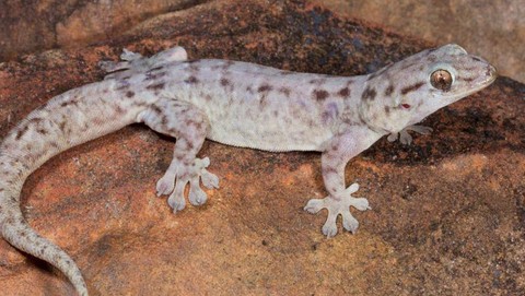 Risih Dan Jijik Dengan Cicak Berikut Ini 6 Cara Mengusirnya Dengan Cepat Dan Ampuh Risih Dan Jijik Dengan Cicak Berikut Ini 6 Cara Mengusirnya Dengan Cepat Dan Ampuh