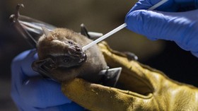 Ahli Temukan Virus Baru RpYN06, 94 Persen Identik SARS-COV-2