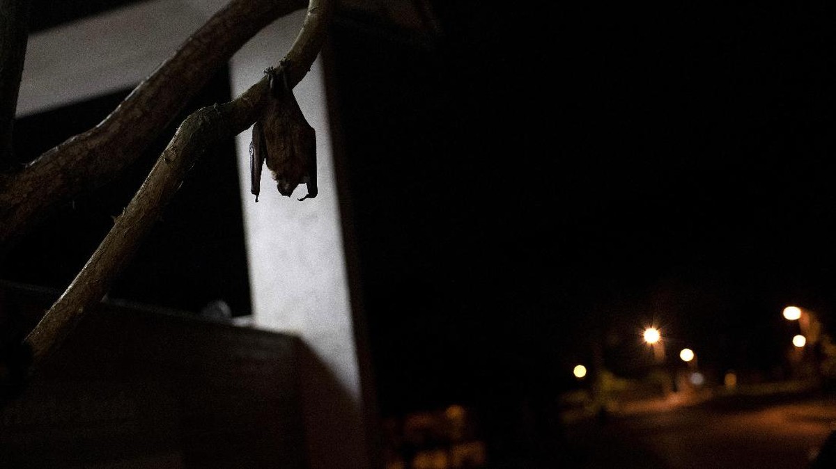 FOTO: Ilmuwan Pelajari Imun Kelelawar Terkait Virus Mematikan