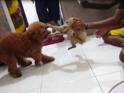 Viral Primata Owa Diadu dengan Anjing di Rumah Kapolres Pelalawan