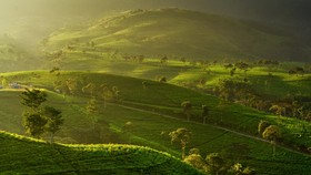 7 Pilihan Wisata Kebun Teh di Jawa Tengah