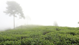 DPR Desak Polisi Ungkap Dalang Perusakan Kebun Teh Pangalengan