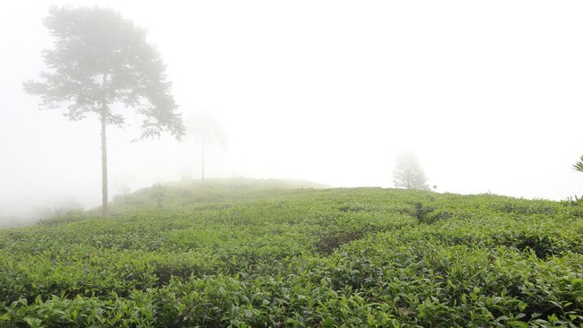 Anggota DPR mendesak polisi usut tuntas perusakan kebun teh PTPN I di Pangalengan Bandung.