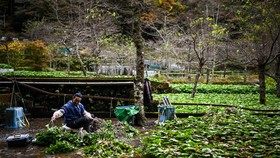 FOTO: 'Si Emas Hijau', Wasabi Segar dan Asli dari Jepang