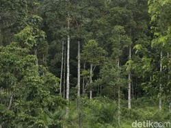 Aruk, Sisi Lain Indahnya Barat Tanah Borneo