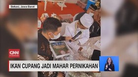 VIDEO: Ikan Cupang Jadi Mahar Pernikahan
