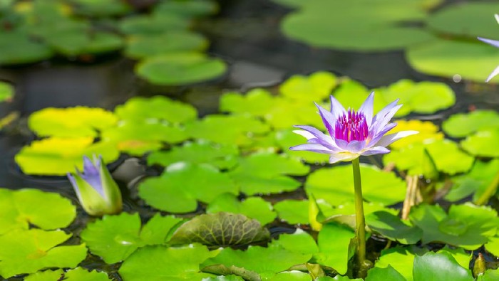 Bright violet water lily. Flower and leaves in the pond. Bright floral natural background. Aquatic plants. Panoramic water landscape