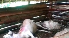 VIDEO: Puluhan Kambing Mati Misterius