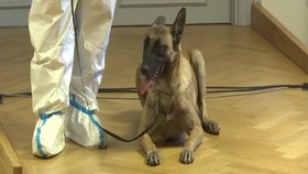VIDEO: Militer Austria Latih Anjing Pendeteksi Covid-19