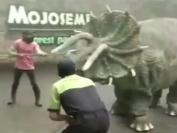 Viral Video Dinosaurus Ngamuk di Magetan