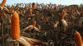 Peternak Surati Menko Kawal Titah Jokowi soal Harga Jagung