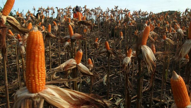 Peternak Surati Menko Kawal Titah Jokowi soal Harga Jagung Pinsar Indonesia berharap kementerian mengawal arahan Presiden Joko Widodo yang meminta agar harga jagung diturunkan demi ringankan beban peternak.