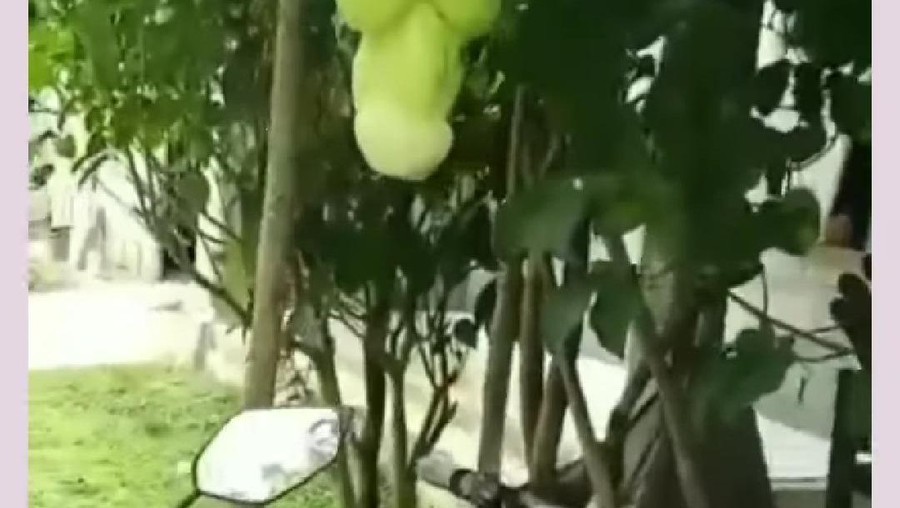 Labu Mirip Kelamin Pria, Emak-emak Rebutan Ingin Foto