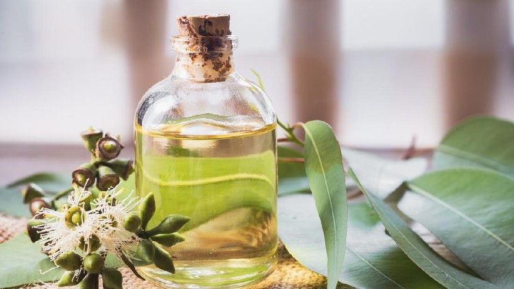 Minyak kayu putih eucalyptus essential oil in bowl, with eucalyptus leaves on wooden background