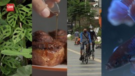 VIDEO: Hobi Dadakan Paling Hit Saat Pandemi 2020