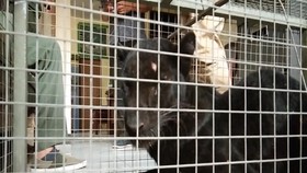 VIDEO: Petugas Lebak BKSDA Tangkap Macan Kumbang