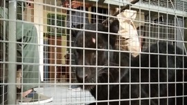 VIDEO: Petugas Lebak BKSDA Tangkap Macan Kumbang